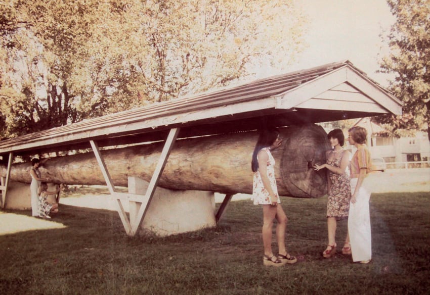 The Cedar Log at the City Hall, c. 1976. Photograph reproduced courtesy of Richmond River Historical Society