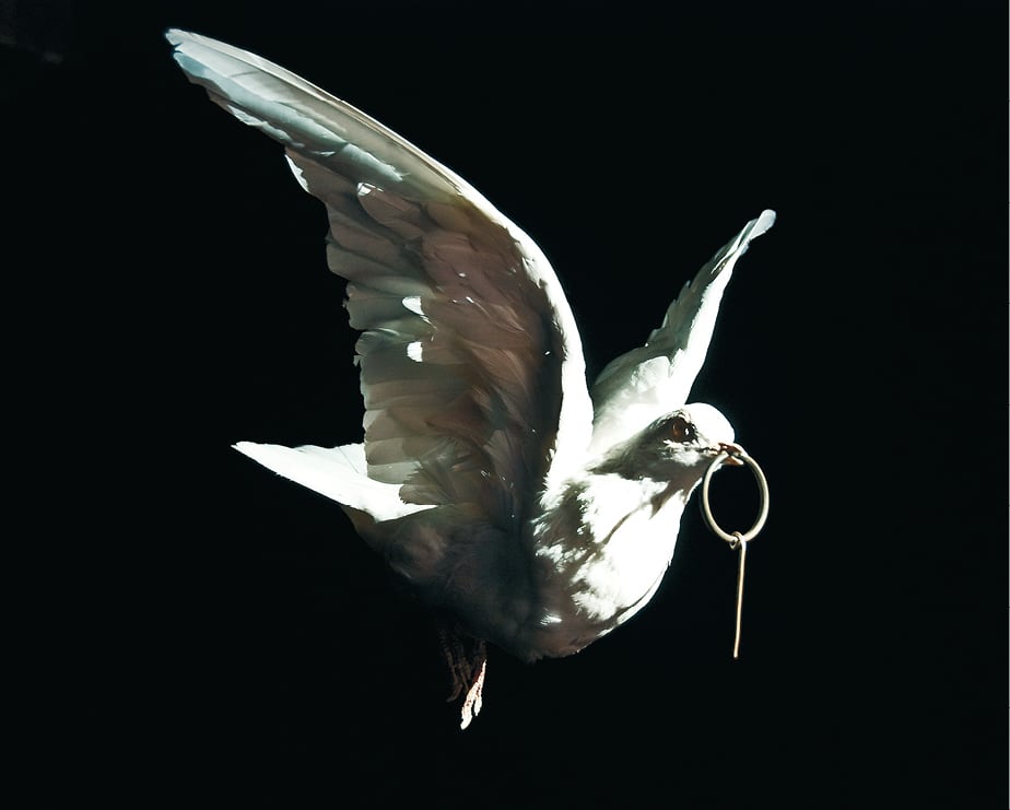 Joaquin Segura, <em>Untitled (white dove)</em> 2008, image courtesy Joaquin Segura / Yautepec, Mexico City / Arena Mexico Arte Contemporaneo, Guadalajara / Kay Abude
