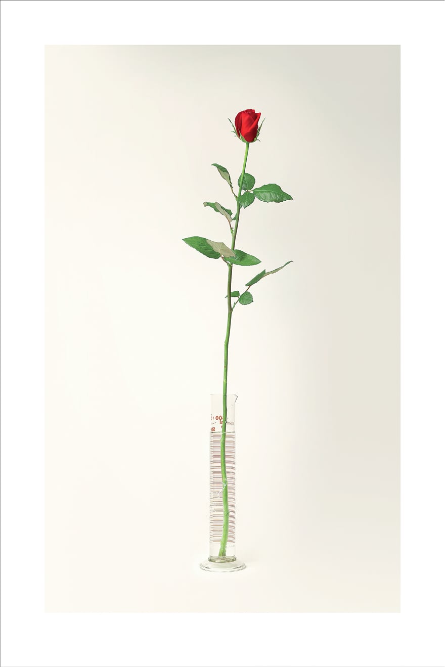 Marco Fusinato, <em>Rose #9 from A Dozen Roses</em> 2006, digital type-C photograph on Fuji Crystal Archive paper. 133.5 × 88 cm (framed: 139 × 93 cm). Courtesy the artist and Anna Schwartz Gallery, Melbourne