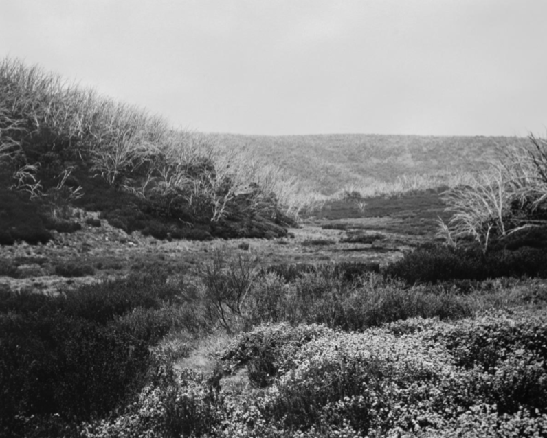 Image 02: Amanda Williams, 'Bogong High Plains, Alpine National Park (4142/1)' 2020, gelatin silver print on fibre-based paper, 108 x 136 cm, 2 versions + 1 artist proof. The artist pays her respect to the traditional Aboriginal owners of the alpine lands on which these photographs were taken. Courtesy The Commercial, Sydney.