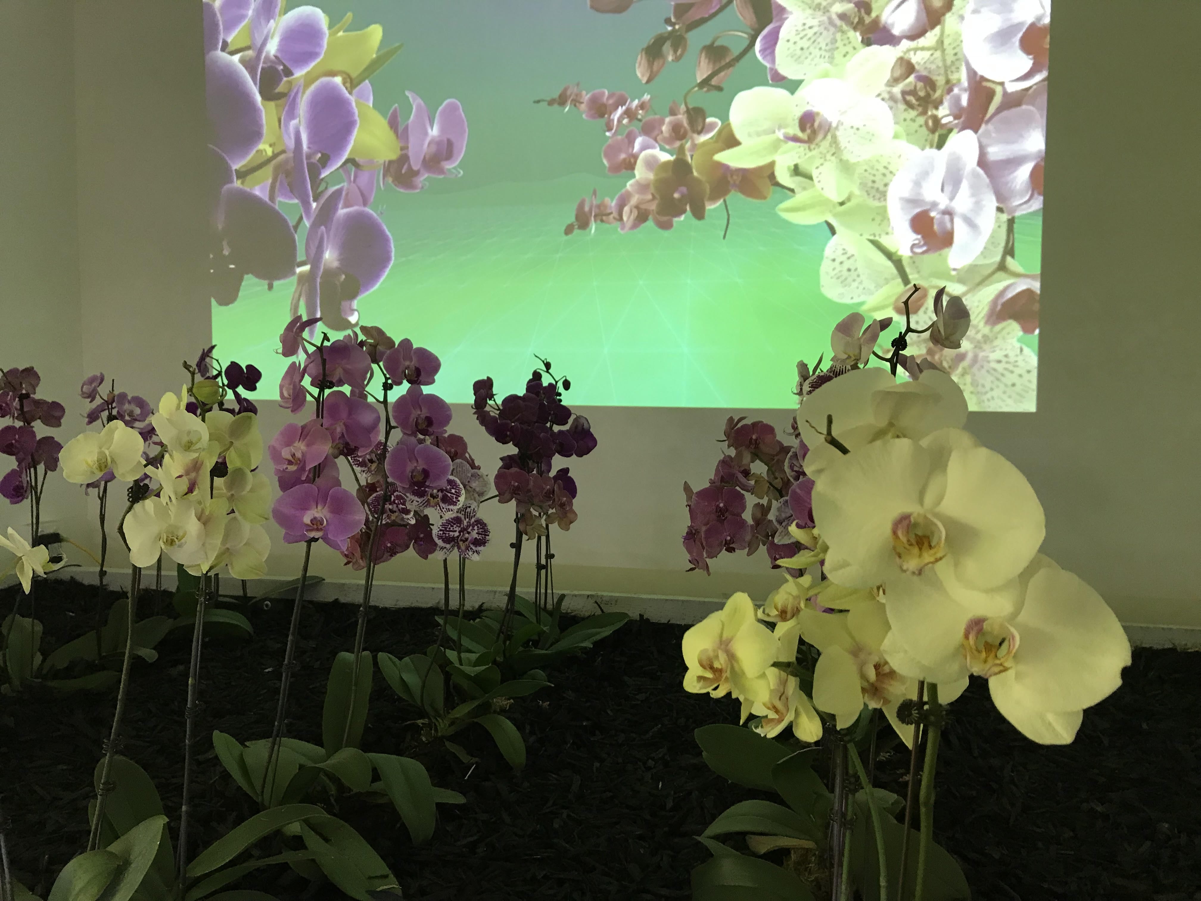 Sophie Penkethman-Young, Woolworths Orchid (install shot), 2019, AIRspace Projects.